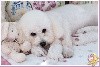  - Chiots Bichon Frisé