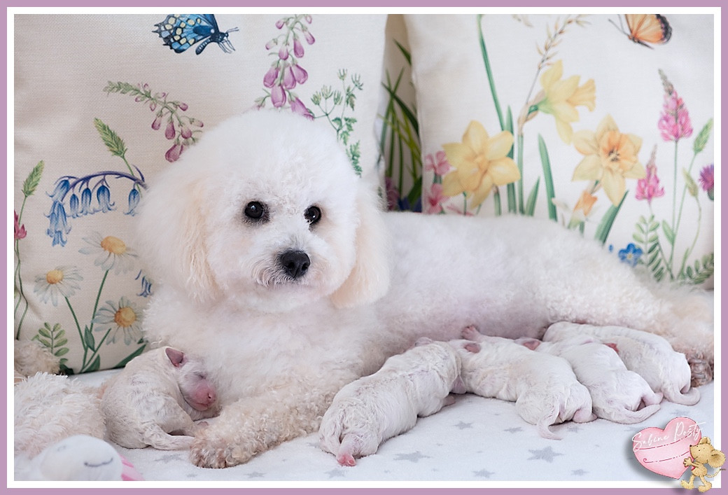 Chiots Bichon Frisé