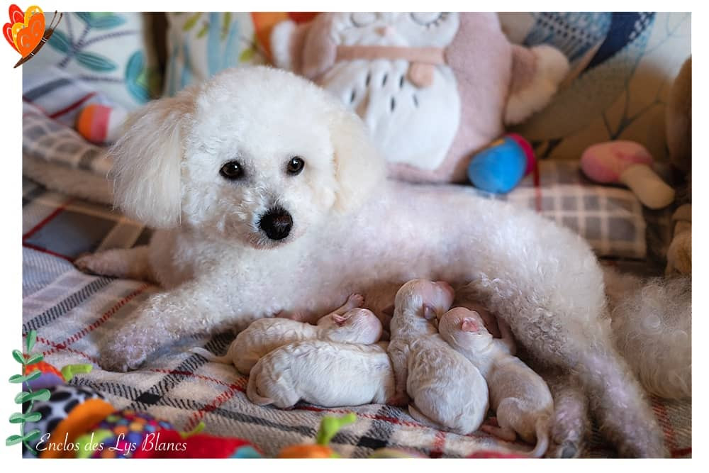 2 petites femelles Bichon Frisé