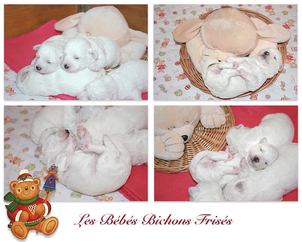 Naissance Chiots Bichon Frisé