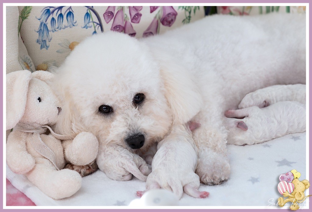 de l'Enclos des Lys Blancs - Chiots Bichon Frisé